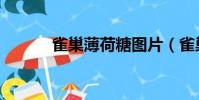 雀巢薄荷糖圖片(雀巢薄荷糖)