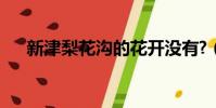 新津梨花溝的花開沒有?(新津梨花溝)