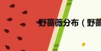 野薔薇分布(野薔薇苔)