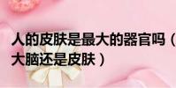 人的皮膚是最大的器官嗎(人體最大的器官是大腦還是皮膚)