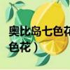 奧比島七色花兌換的禮盒有什么用（奧比島七色花）