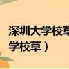 深圳大學校草陳哲遠大學時期的照片（深圳大學校草）