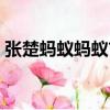 張楚螞蟻螞蟻吉他彈唱教學（張楚螞蟻螞蟻）
