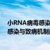 小RNA病毒感染與致病機制的結構基礎（關于小RNA病毒感染與致病機制的結構基礎簡介）