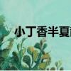 小丁香半夏散（關于小丁香半夏散簡介）