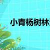 小青楊樹林演唱籬笆墻的影子（小青楊）