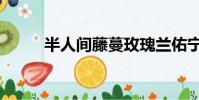 半人間藤蔓玫瑰蘭佑寧(半人間)