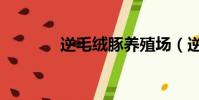 逆毛絨豚養殖場(逆毛絨豚)