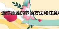 迷你睡蓮的養殖方法和注意事項(迷你睡蓮)