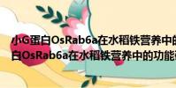 小G蛋白OsRab6a在水稻鐵營養中的功能研究(關于小G蛋白OsRab6a在水稻鐵營養中的功能研究簡介)