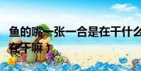 魚的嘴一張一合是在干什么(魚嘴巴一張一合在干嘛)