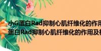 小G蛋白Rad抑制心肌纖維化的作用及機制研究(關于小G蛋白Rad抑制心肌纖維化的作用及機制研究簡介)