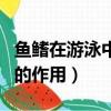 魚鰭在游泳中的作用實驗視頻（魚鰭在游泳中的作用）