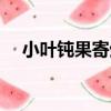 小葉鈍果寄生（關于小葉鈍果寄生簡介）