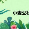 小麥公社怎么拿快遞（小麥公社）
