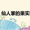 仙人掌的果實叫啥名（仙人掌的果實叫什么）