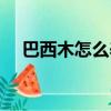 巴西木怎么養才能生根（巴西木怎么養）