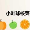 小葉球核莢蒾（關于小葉球核莢蒾簡介）