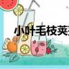 小葉毛枝莢蒾（關于小葉毛枝莢蒾簡介）
