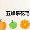 五峰采花毛尖什么價格（采花毛尖價格）