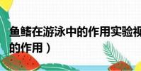 魚鰭在游泳中的作用實驗視頻(魚鰭在游泳中的作用)
