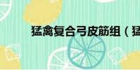 猛禽復合弓皮筋組(猛禽復合弓)