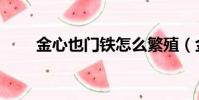 金心也門鐵怎么繁殖(金心也門鐵)