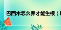巴西木怎么養才能生根(巴西木怎么養)