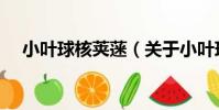 小葉球核莢蒾(關于小葉球核莢蒾簡介)