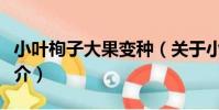小葉栒子大果變種(關于小葉栒子大果變種簡介)