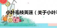 小葉毛枝莢蒾(關于小葉毛枝莢蒾簡介)
