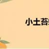 小土苔蛾（關于小土苔蛾簡介）