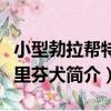 小型勃拉幫特格里芬犬（關于小型勃拉幫特格里芬犬簡介）