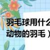 羽毛球用什么動物的羽毛最好（羽毛球用什么動物的羽毛）