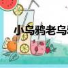 小烏鴉老烏鴉（關于小烏鴉老烏鴉簡介）