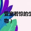 受寵若驚的生肖動物（受寵若驚是什么生肖動物）