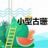 小型古珊瑚（關于小型古珊瑚簡介）