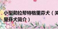 小型勃拉幫特格里芬犬(關于小型勃拉幫特格里芬犬簡介)