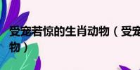 受寵若驚的生肖動物(受寵若驚是什么生肖動物)