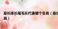 身長體長尾毛長代表哪個生肖(身長體長尾毛長是指什么生肖)