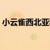 小云雀西北亞種（關于小云雀西北亞種簡介）