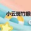 小云斑竹眼蝶（關于小云斑竹眼蝶簡介）