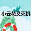 小云花又死機了（關于小云花又死機了簡介）