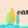 小白菜什么電影（白菜電影）