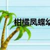 柑橘鳳蝶幼蟲能摸嗎（柑橘鳳蝶幼蟲）