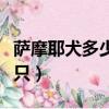薩摩耶犬多少錢一只幼崽（薩摩耶犬多少錢一只）