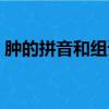 腫的拼音和組詞是什么寫（腫的拼音和組詞）