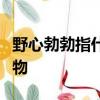 野心勃勃指什么生肖啊十二生肖里面是什么動物