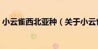 小云雀西北亞種(關于小云雀西北亞種簡介)