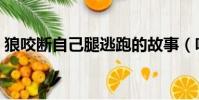 狼咬斷自己腿逃跑的故事(咬斷自己腿的狼)